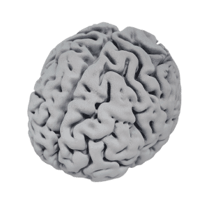 cerveau medecin 512