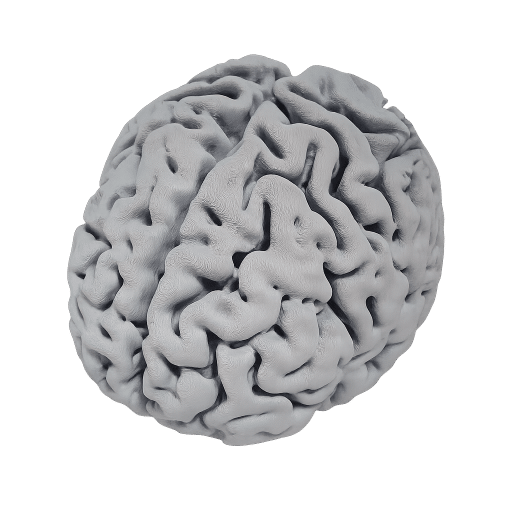 Modèle de cerveau humain en 3D pour un cabinet médical — impression 3D par Abeille 3D